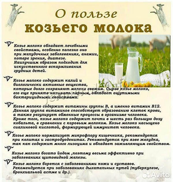 Козье молоко(домашнее ) купить на Зозу.ру - фотография № 3