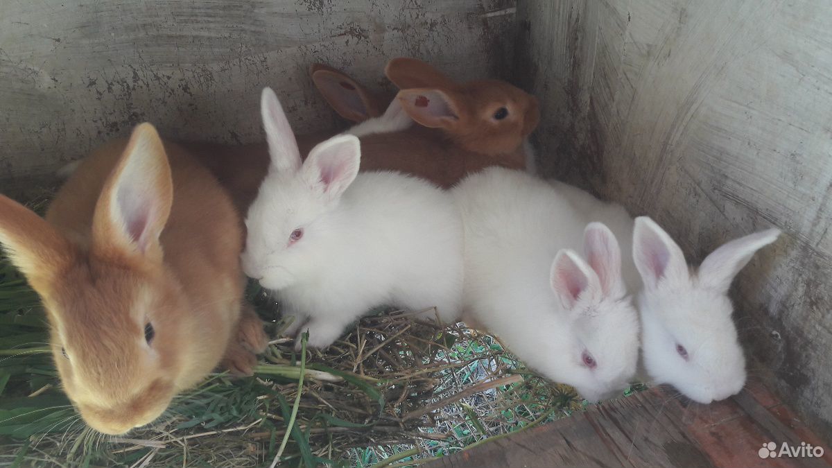 Кролики нзб(Новозиландские белые),Французкий баран купить на Зозу.ру - фотография № 5