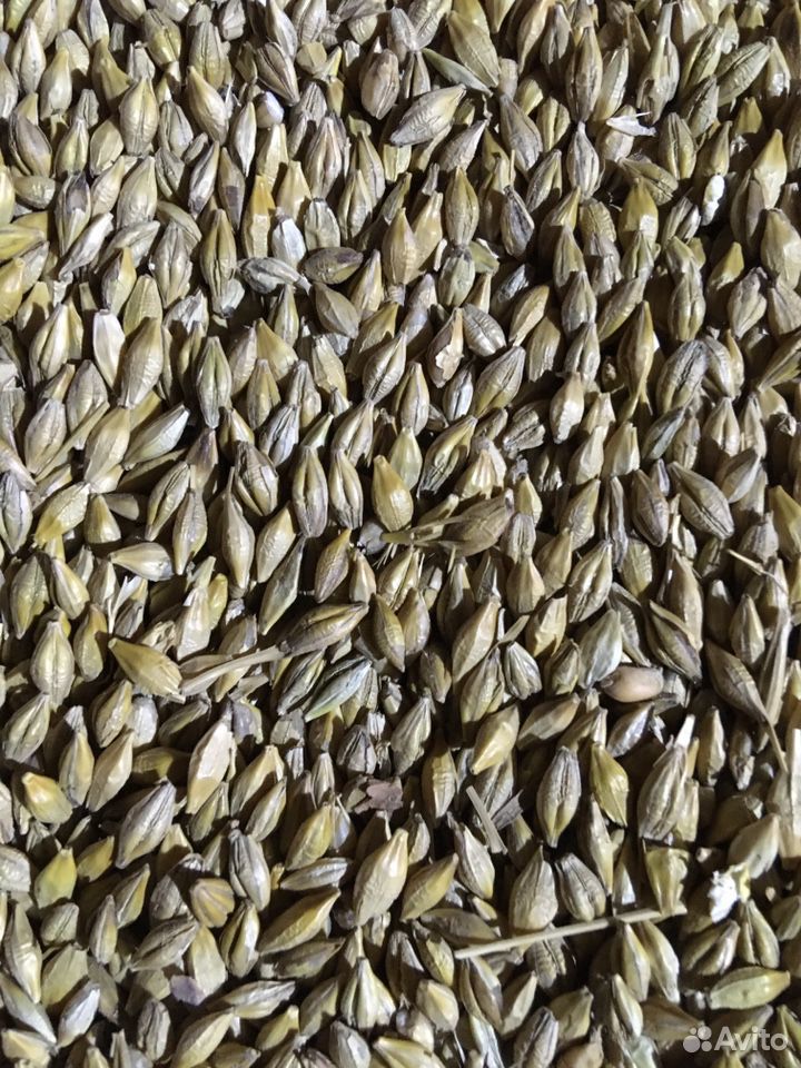 Ячмень,пшеница,овес купить на Зозу.ру - фотография № 2