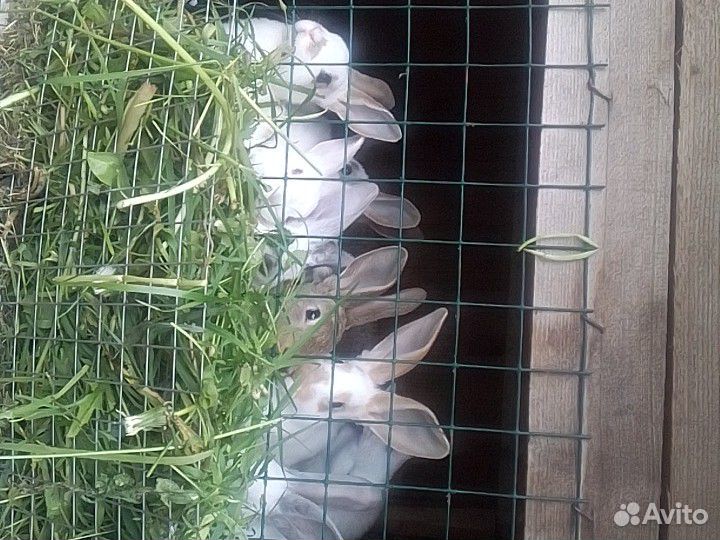 Продажа кроликов купить на Зозу.ру - фотография № 6