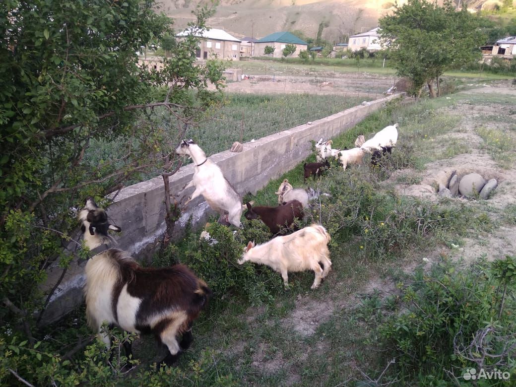 Корова козленки купить на Зозу.ру - фотография № 6