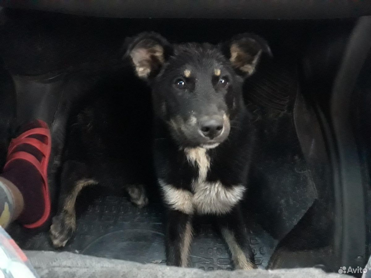 Щенок Джек,4 месяца, добрый пёс купить на Зозу.ру - фотография № 1