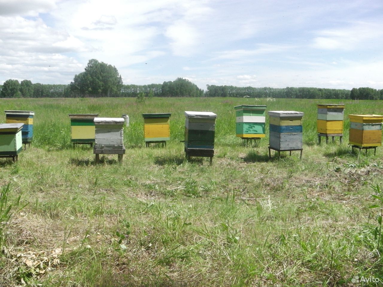 Пчелосемьи с ульями, ульи купить на Зозу.ру - фотография № 1