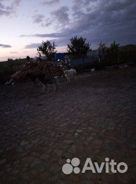 Дойные козы купить на Зозу.ру - фотография № 3