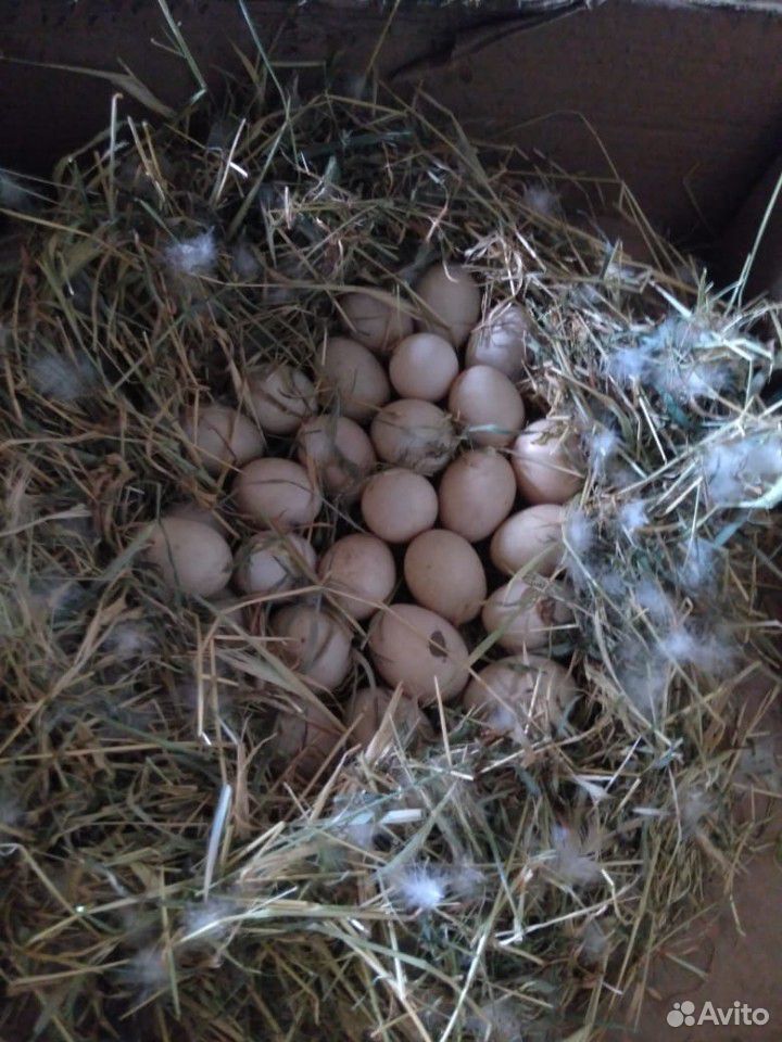 Утинные яйца купить на Зозу.ру - фотография № 2