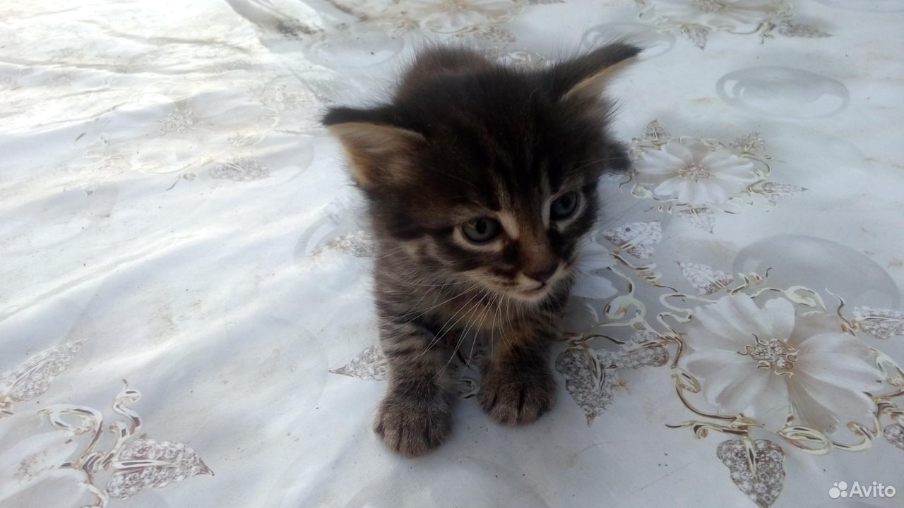 Дарю маленьких красивых котят купить на Зозу.ру - фотография № 1