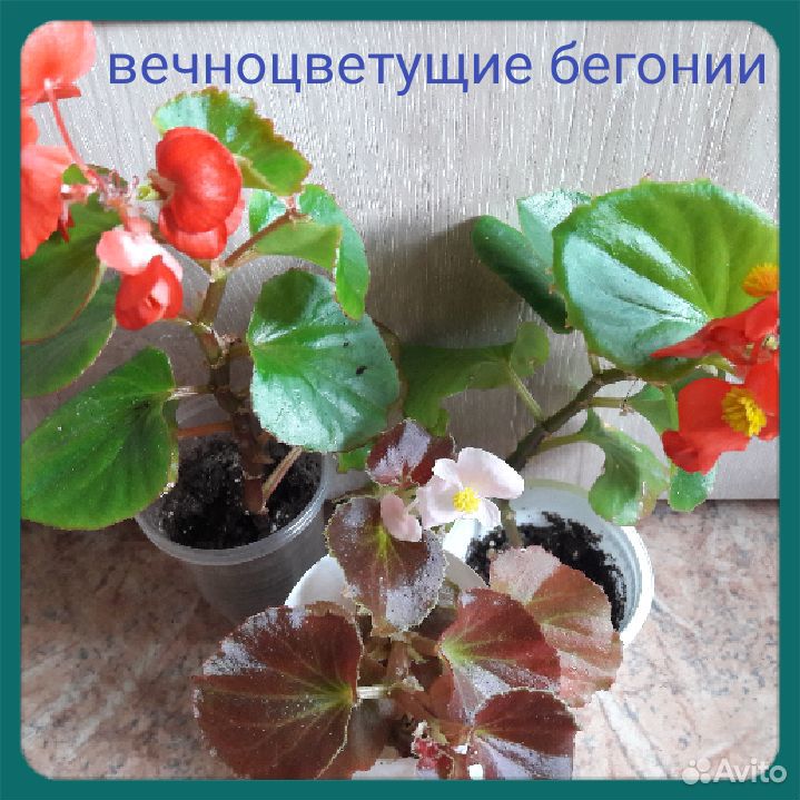 Красиво цветущие растения купить на Зозу.ру - фотография № 6