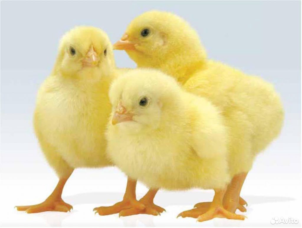 Бройлерные цыплята кобб 500, бройлерные утята купить на Зозу.ру - фотография № 1
