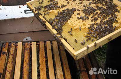 Улей с пчёлами. Семья пчёл купить на Зозу.ру - фотография № 1