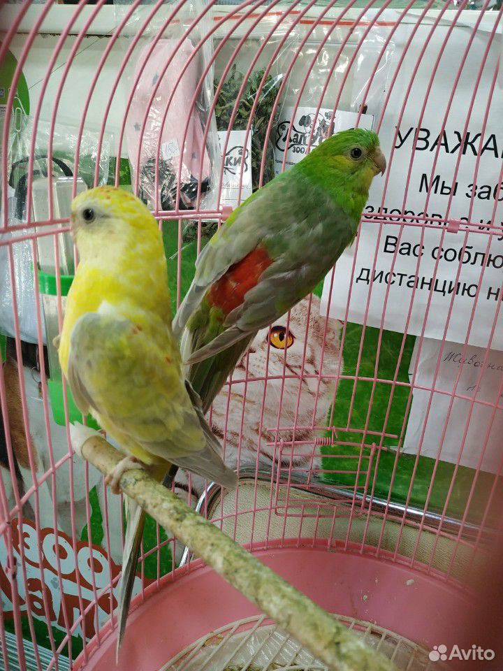 Попугаи певчие купить на Зозу.ру - фотография № 2