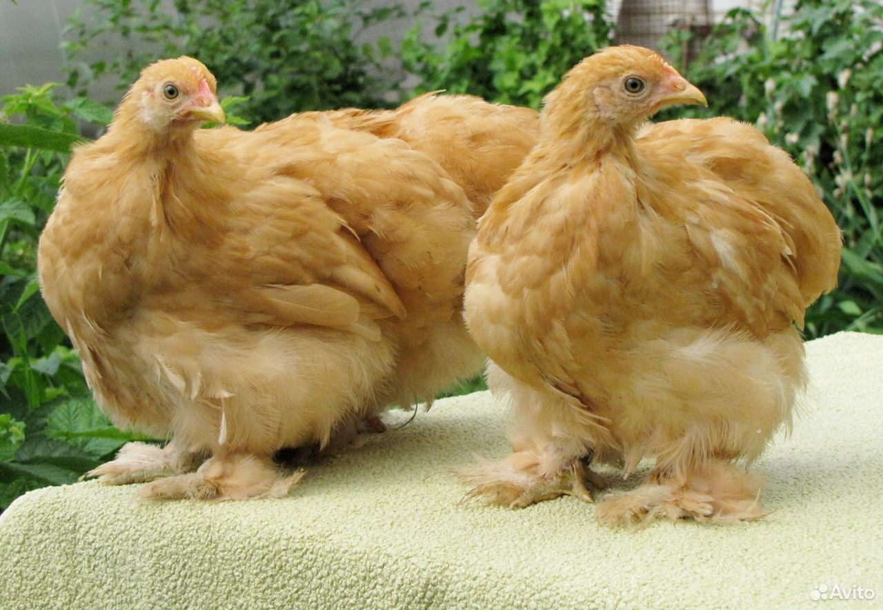 Продам цыплят кохинхин купить на Зозу.ру - фотография № 1