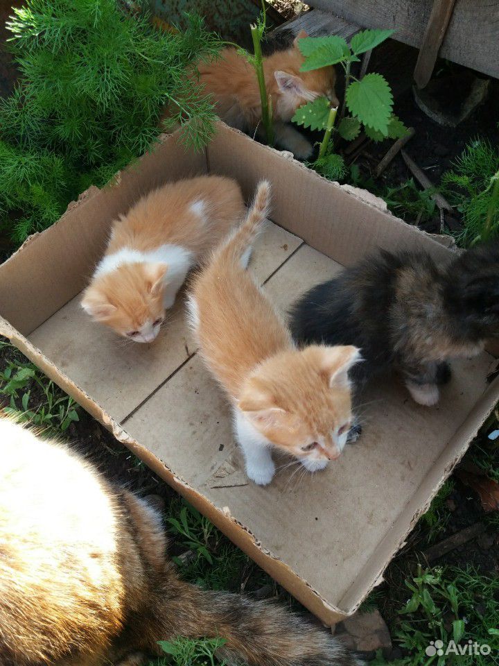 Четыре котенка купить на Зозу.ру - фотография № 4