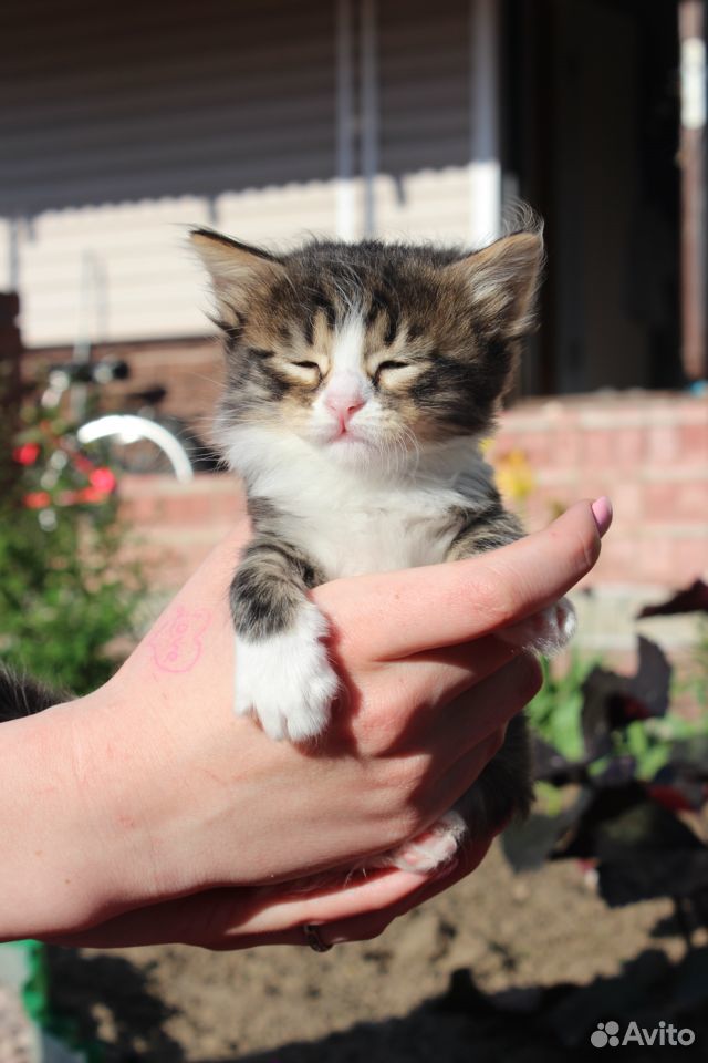Милые пушистые котята купить на Зозу.ру - фотография № 8