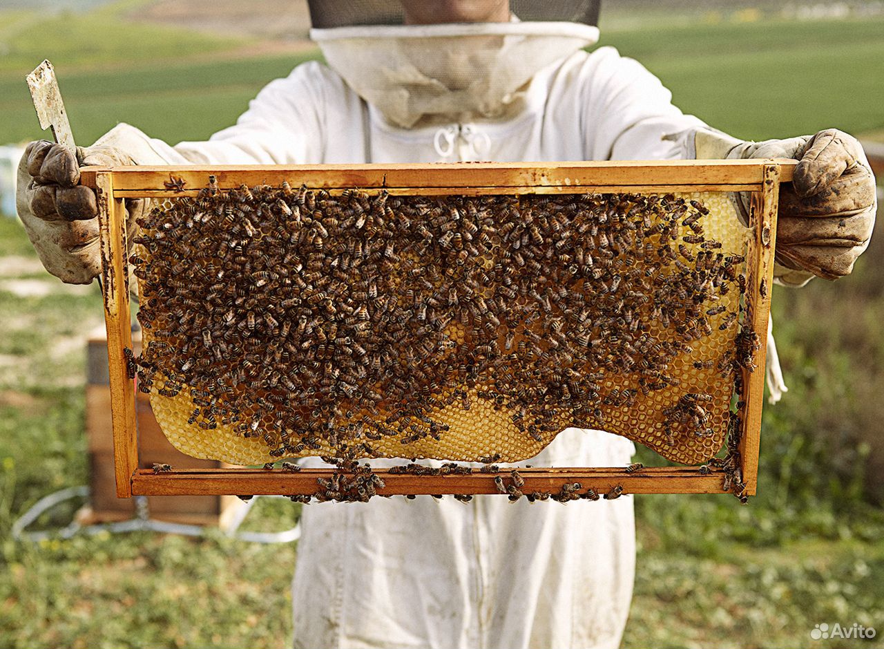 Пчелосемьи, рамки с расплодом купить на Зозу.ру - фотография № 2