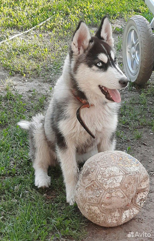 Собака породы хаски купить на Зозу.ру - фотография № 3