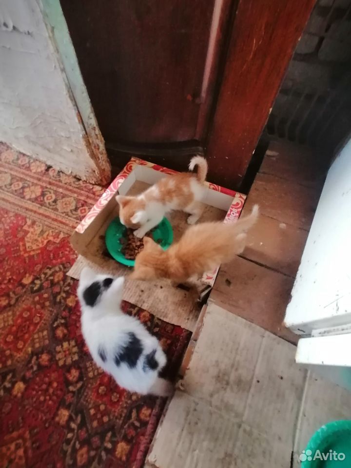 Милые котята купить на Зозу.ру - фотография № 4