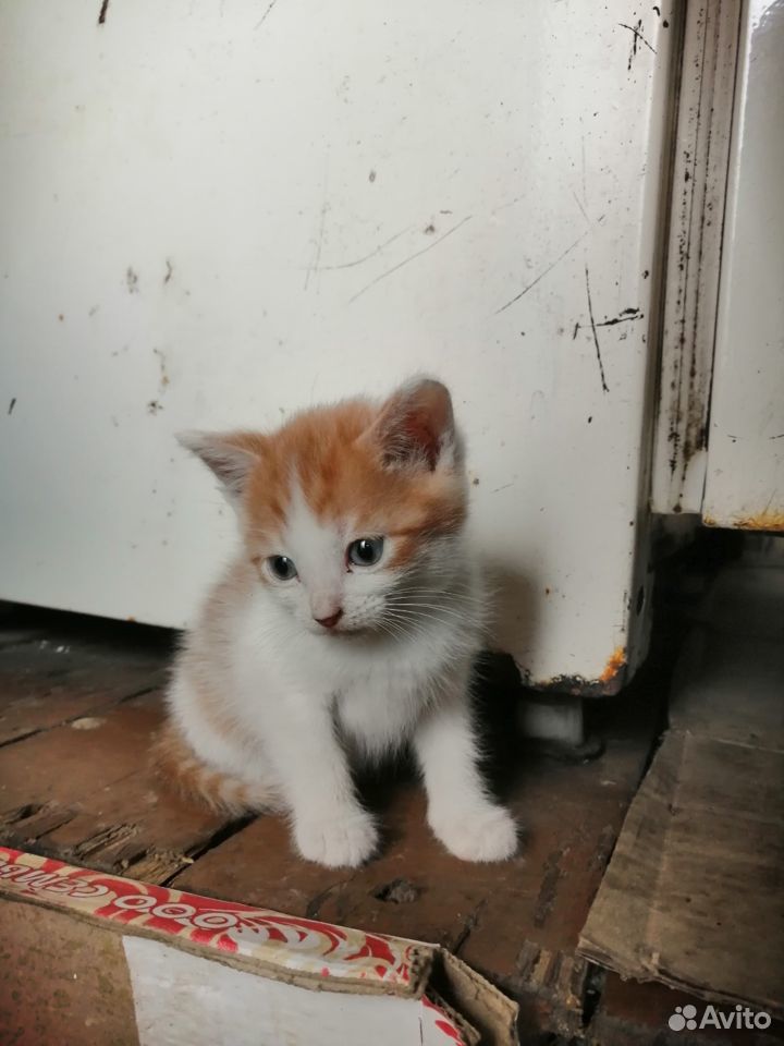 Милые котята купить на Зозу.ру - фотография № 5