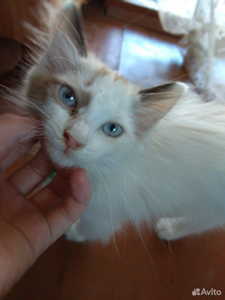 Помогите пристроить котёночка купить на Зозу.ру - фотография № 2