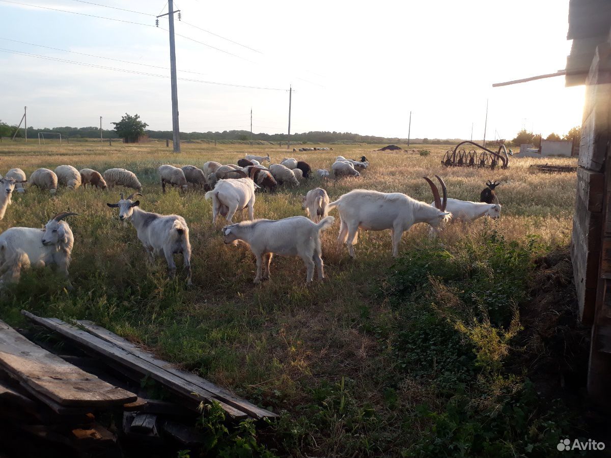 Козы, козлы, бараны купить на Зозу.ру - фотография № 4
