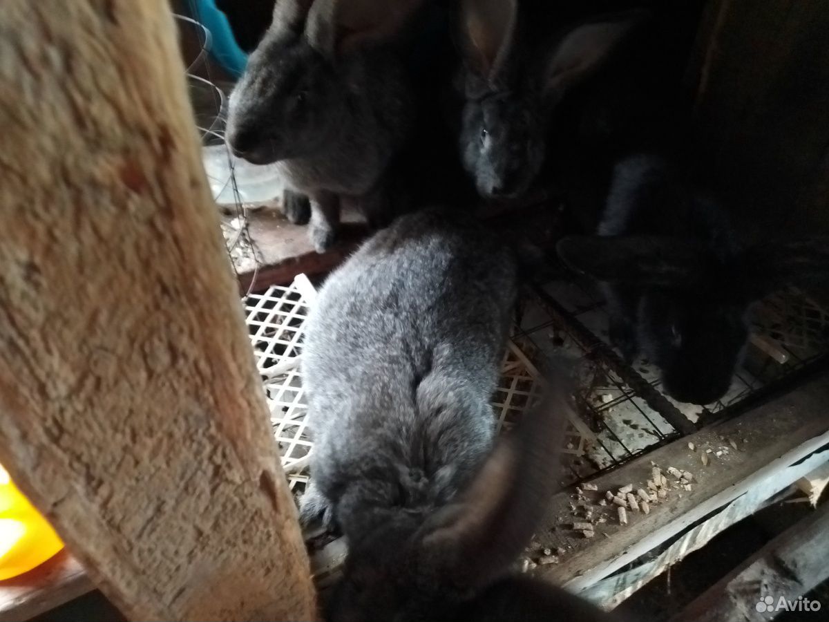 Кролики. Порода серый великан купить на Зозу.ру - фотография № 2