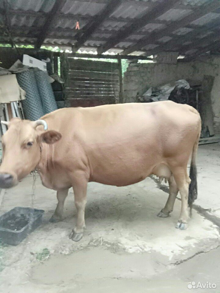 Хорошая домашняя ручная корова купить на Зозу.ру - фотография № 4