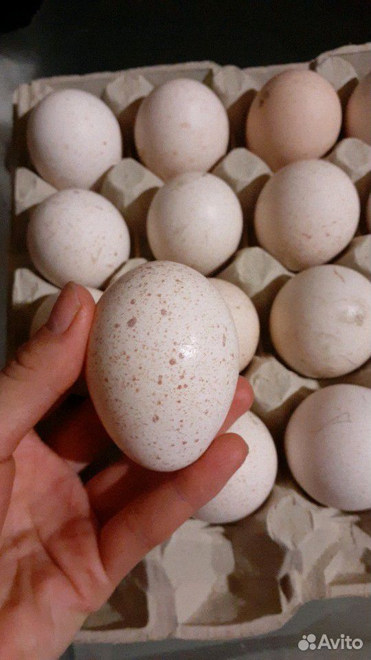 Индюшиные Яйца купить на Зозу.ру - фотография № 1