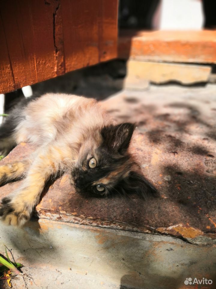 Кошечка ищет дом купить на Зозу.ру - фотография № 1
