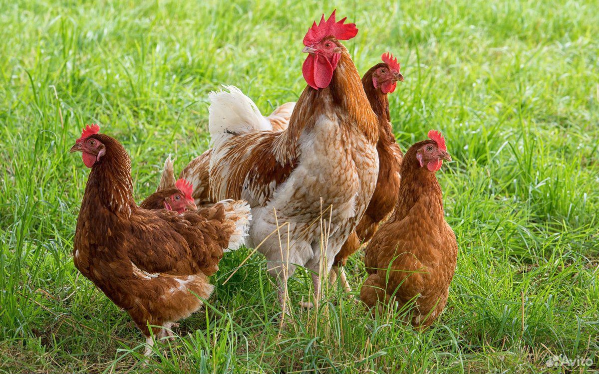 Цыплята Ломан Браун купить на Зозу.ру - фотография № 1