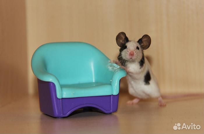 Ручные японские карликовые мышки купить на Зозу.ру - фотография № 1