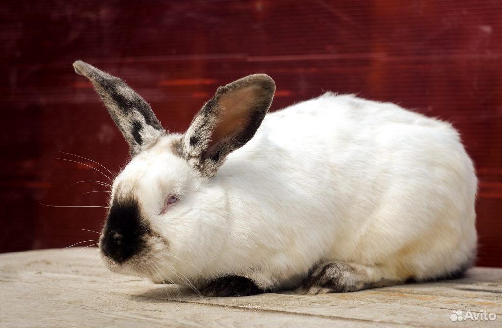 Кролики калифорнийской породы купить на Зозу.ру - фотография № 7