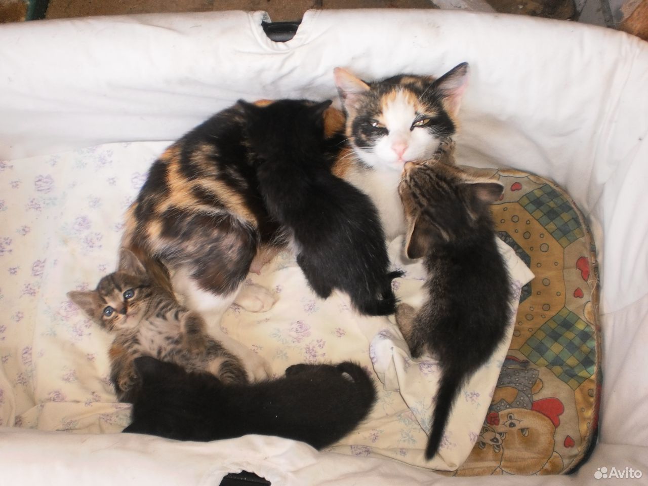 Котейки от мамы мышеловки купить на Зозу.ру - фотография № 8