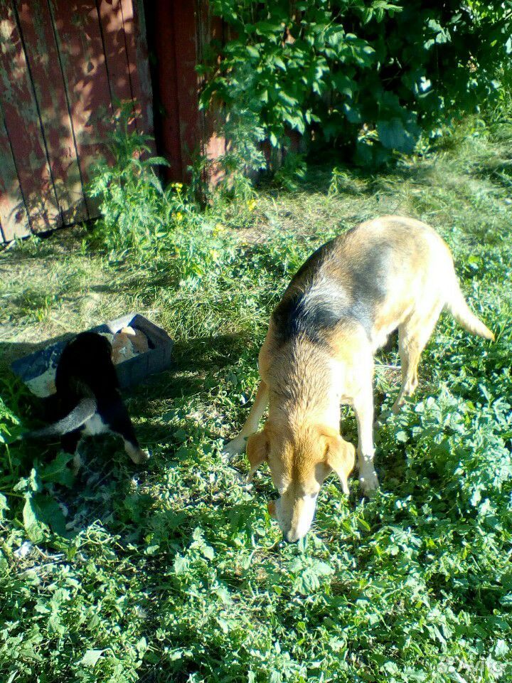 Охотничья собака с щенками купить на Зозу.ру - фотография № 3