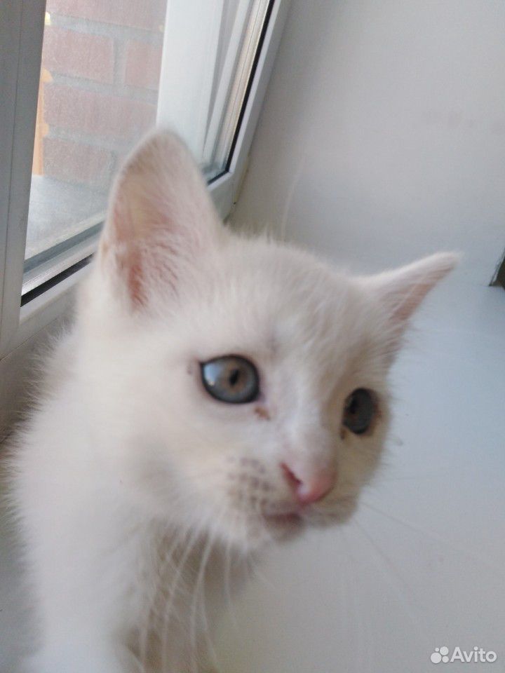Белый котик с голубыми глазками Турецкой ангоры купить на Зозу.ру - фотография № 6