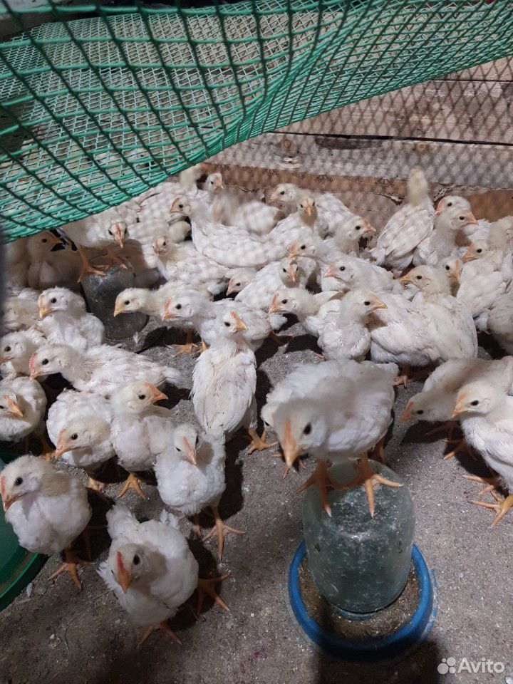 Цыплята-петушки купить на Зозу.ру - фотография № 3