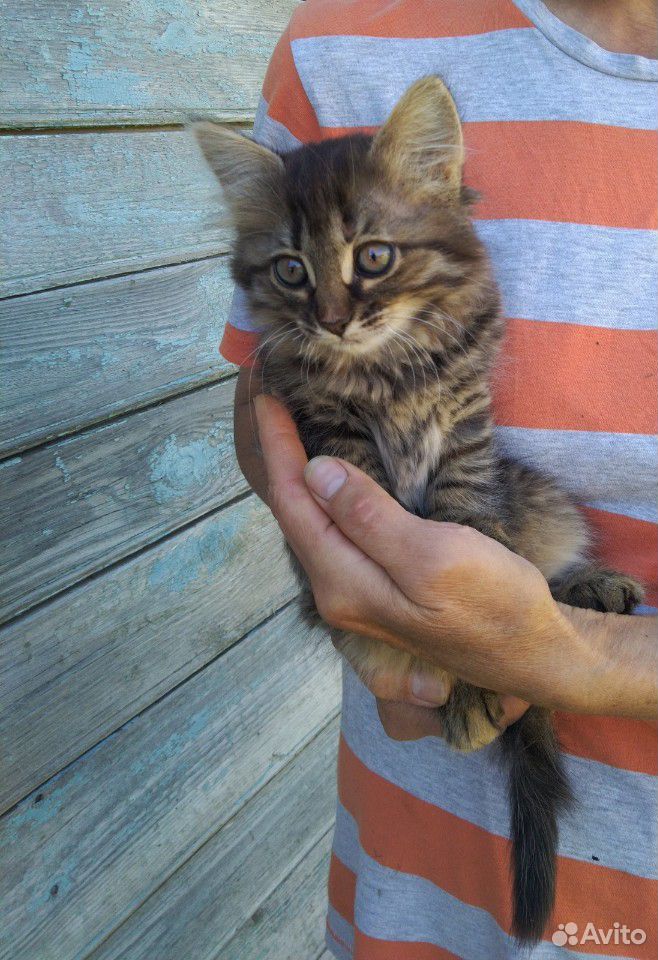 Отдам котенка в добрые руки купить на Зозу.ру - фотография № 1