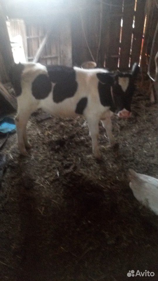 Корова с телочкой купить на Зозу.ру - фотография № 5