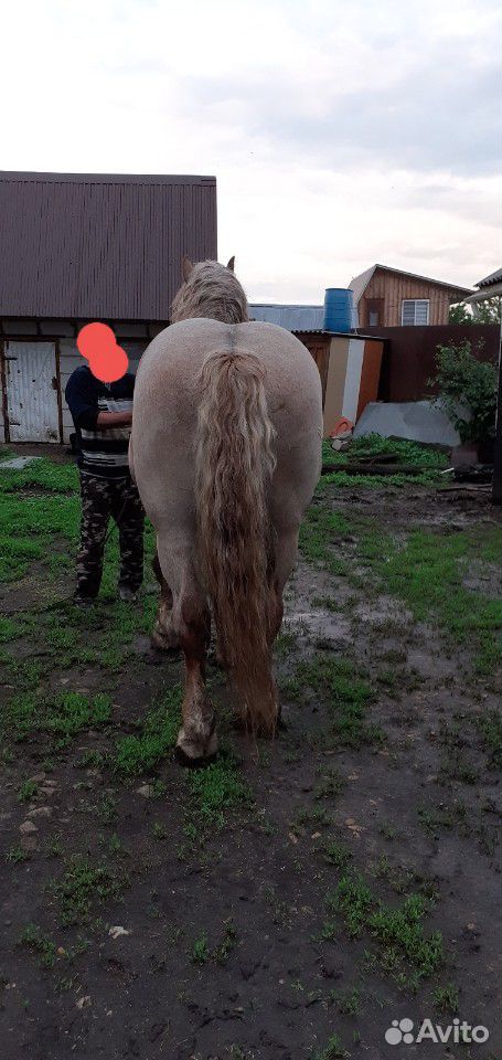 Продается лошадь купить на Зозу.ру - фотография № 2