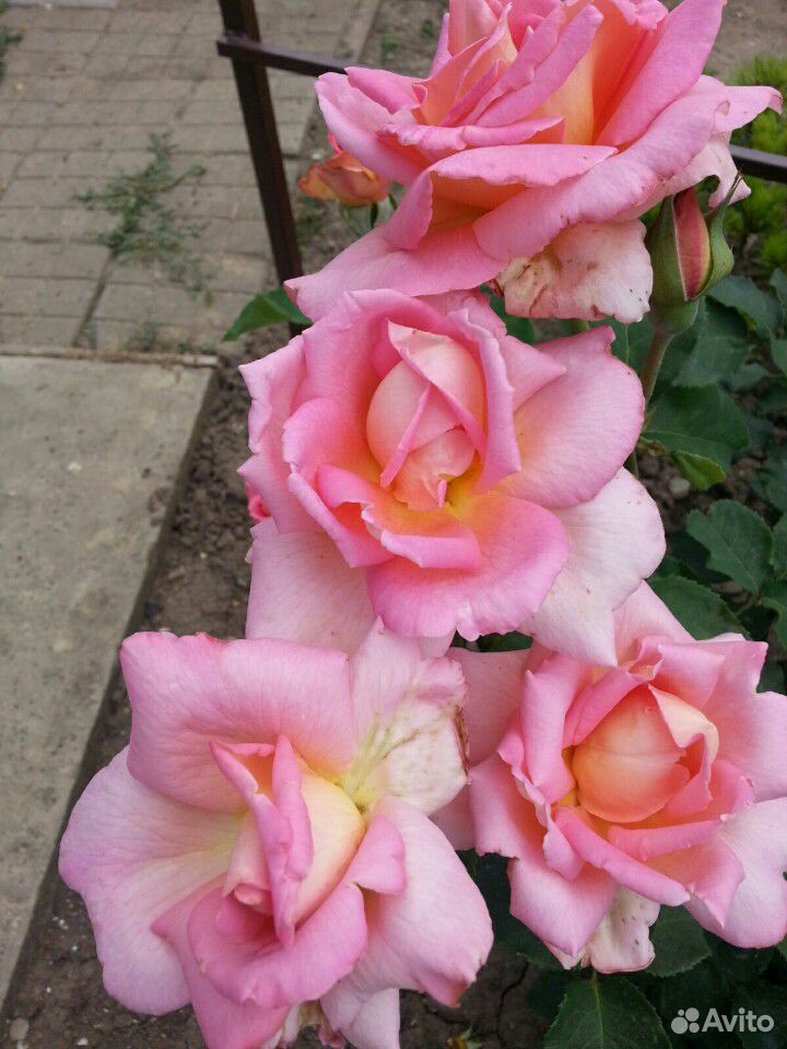 Лепестки роз (сушеные) купить на Зозу.ру - фотография № 4