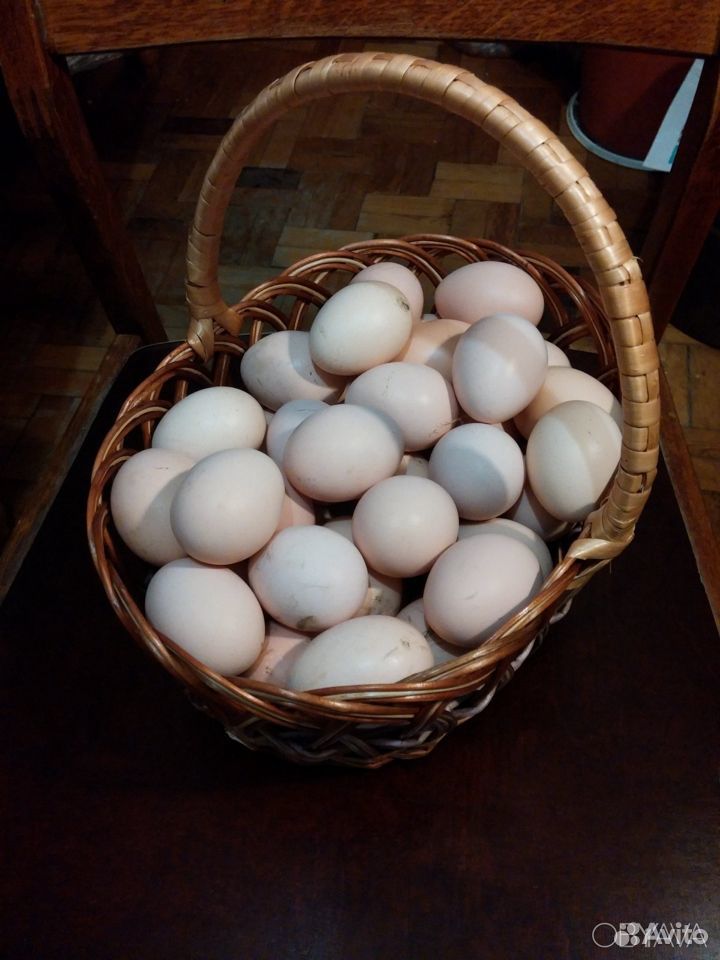 Яйцо куриное домашнее. Крупное купить на Зозу.ру - фотография № 1