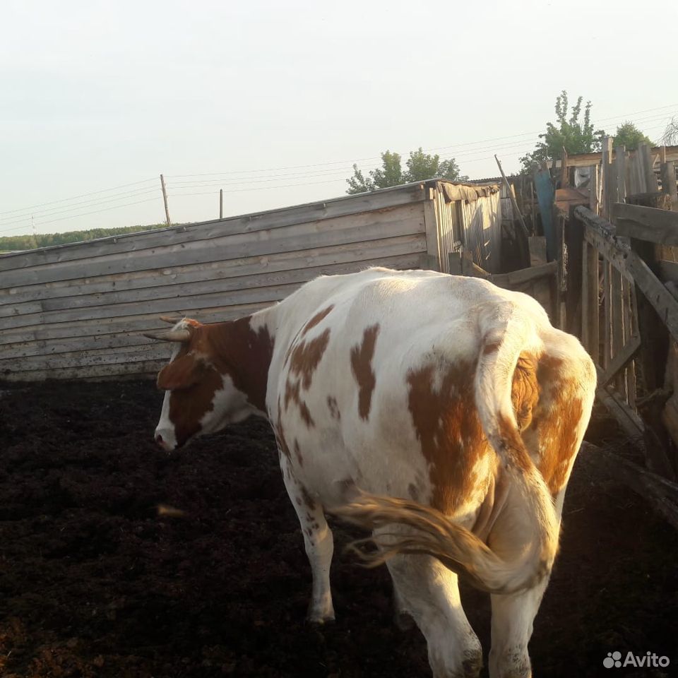 Продам корову и молодняк на мясо купить на Зозу.ру - фотография № 1