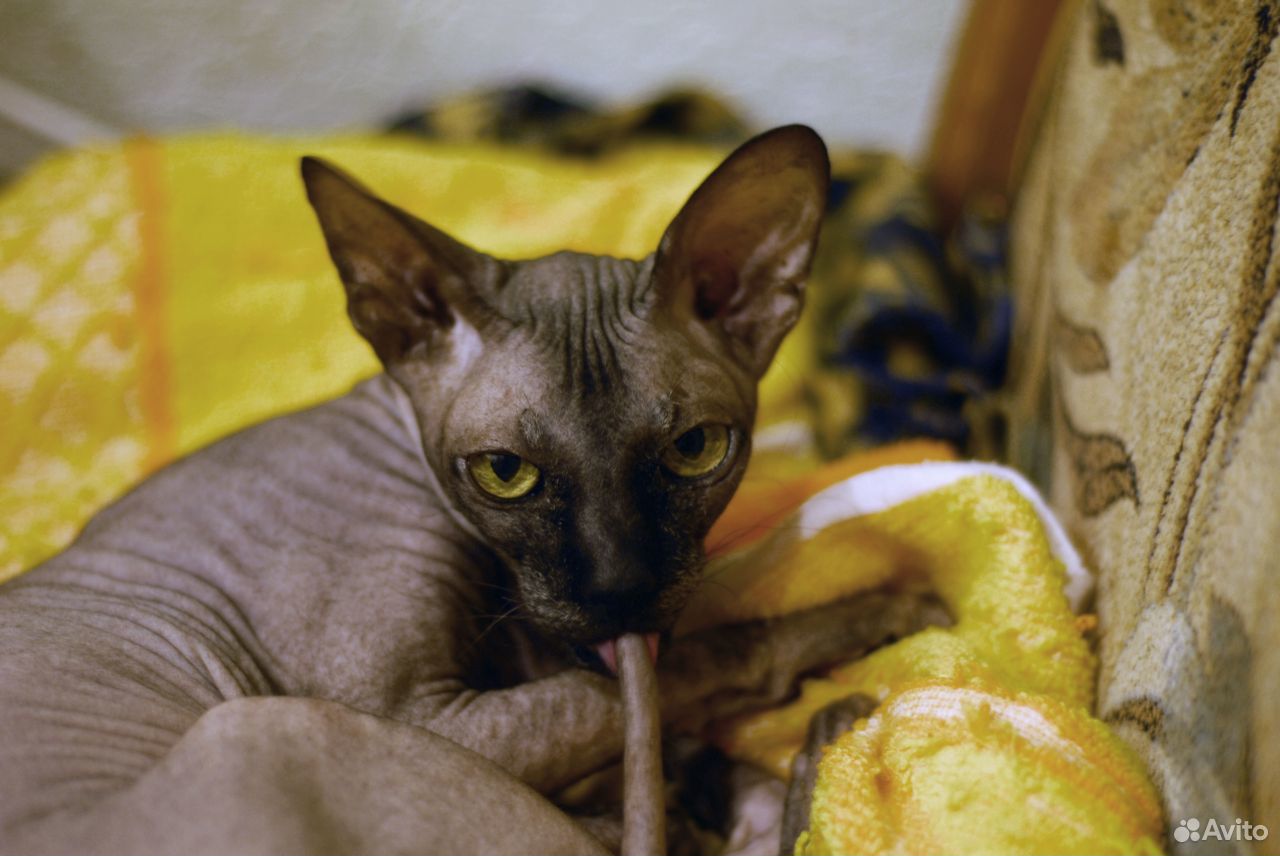 Взрослая кошка в надежные руки купить на Зозу.ру - фотография № 2