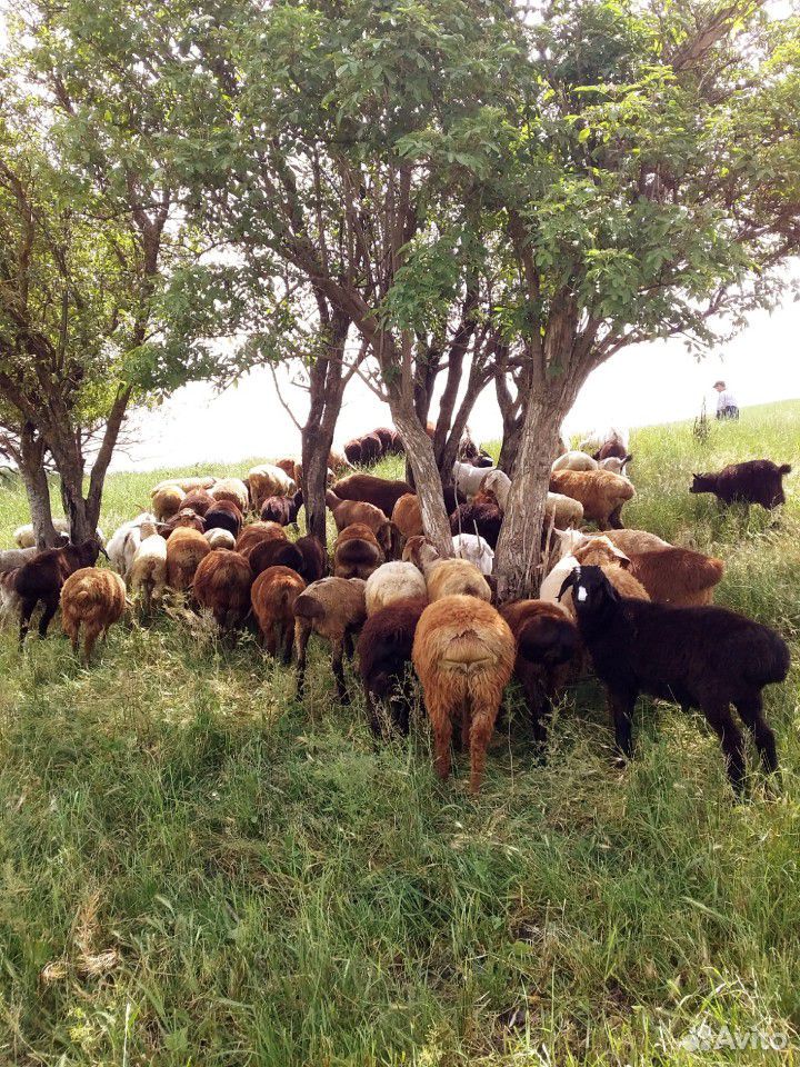 Продаю коз с козлятами и овцы с ягнятами купить на Зозу.ру - фотография № 4