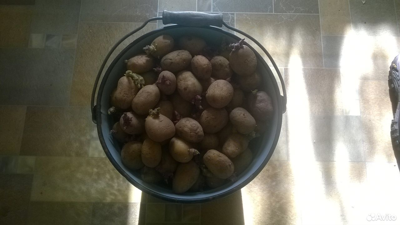 Картошка семенная одно ведро купить на Зозу.ру - фотография № 1