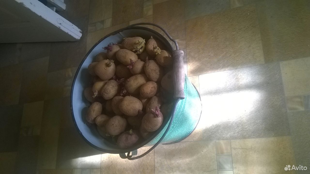 Картошка семенная одно ведро купить на Зозу.ру - фотография № 2
