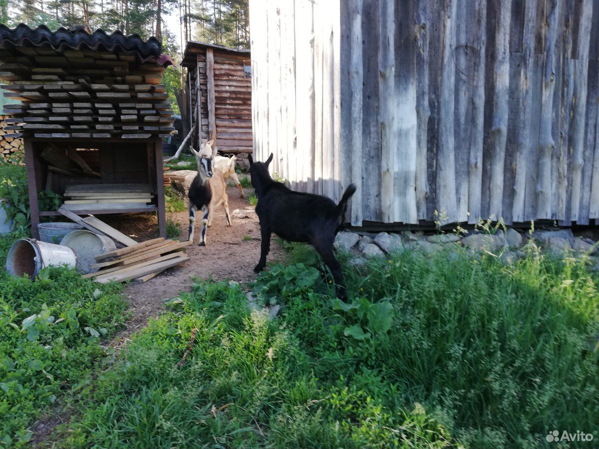 Чёрный Козлик козел купить на Зозу.ру - фотография № 3