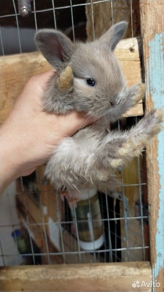 Вислохие мини кролики купить на Зозу.ру - фотография № 2
