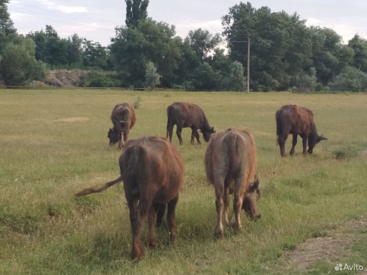 Бычки, буйволы купить на Зозу.ру - фотография № 3