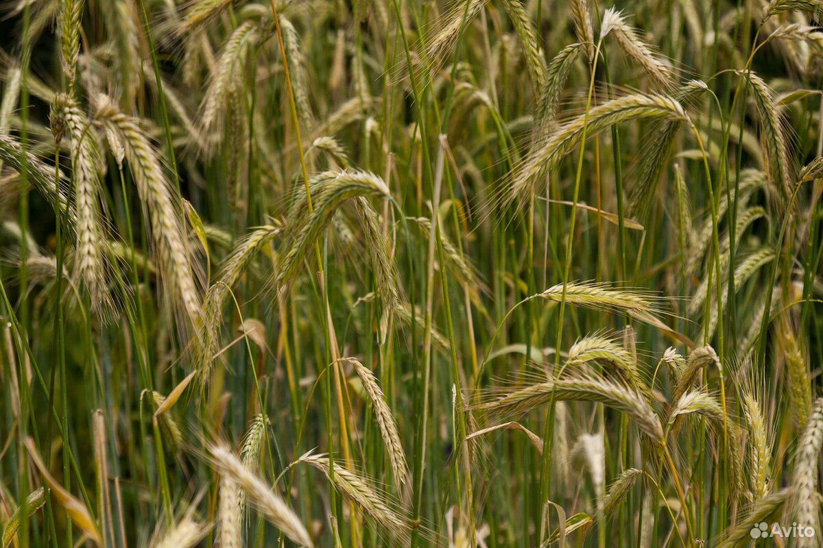 Продам пшеницу, ячмень купить на Зозу.ру - фотография № 1