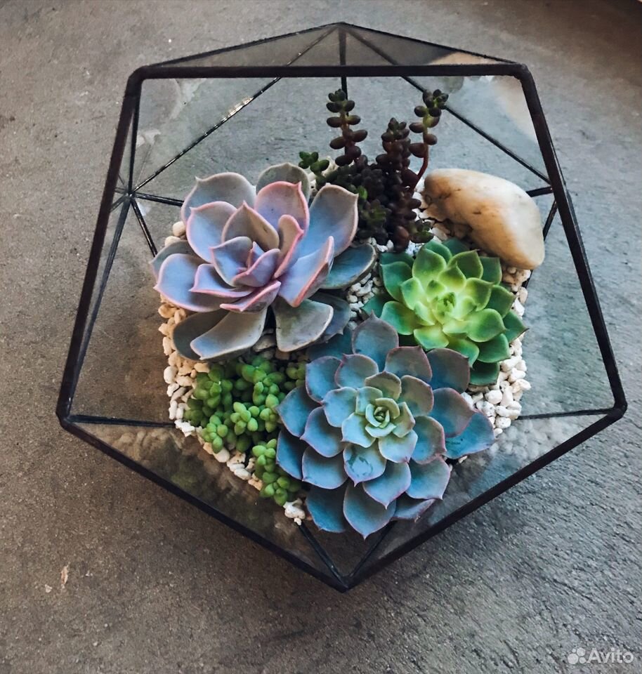 Флорариум Купить В Москве