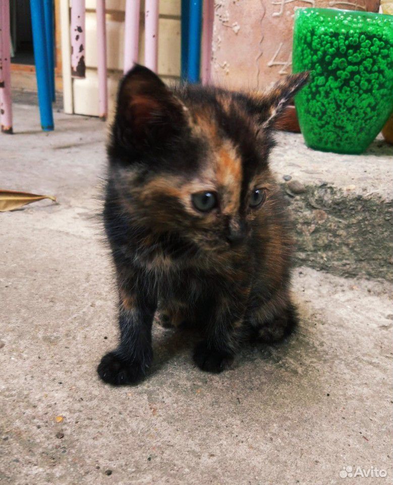 Котёнок черепаховая окраска :) купить на Зозу.ру - фотография № 1
